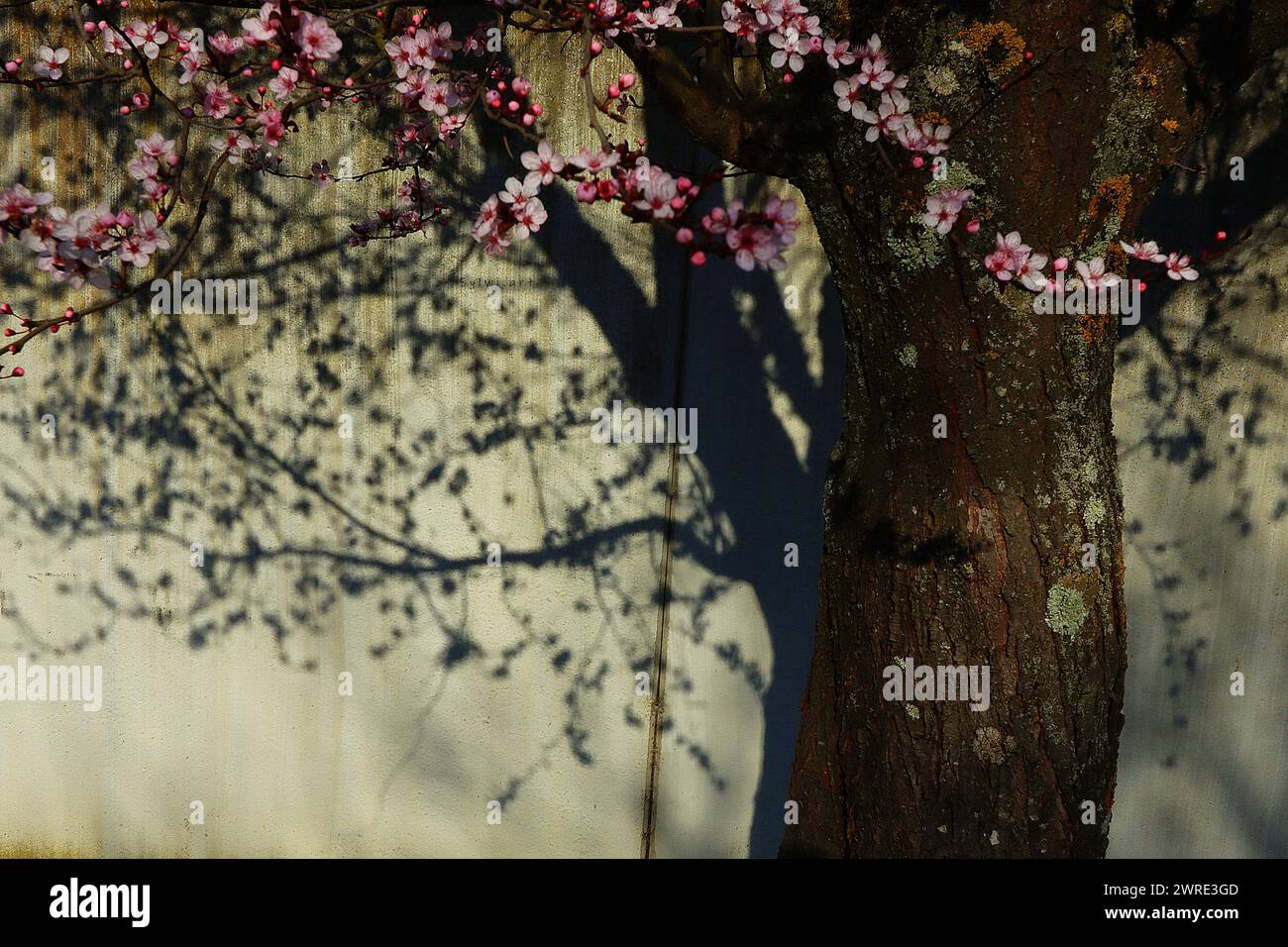 Une fleur de prune Banque D'Images
