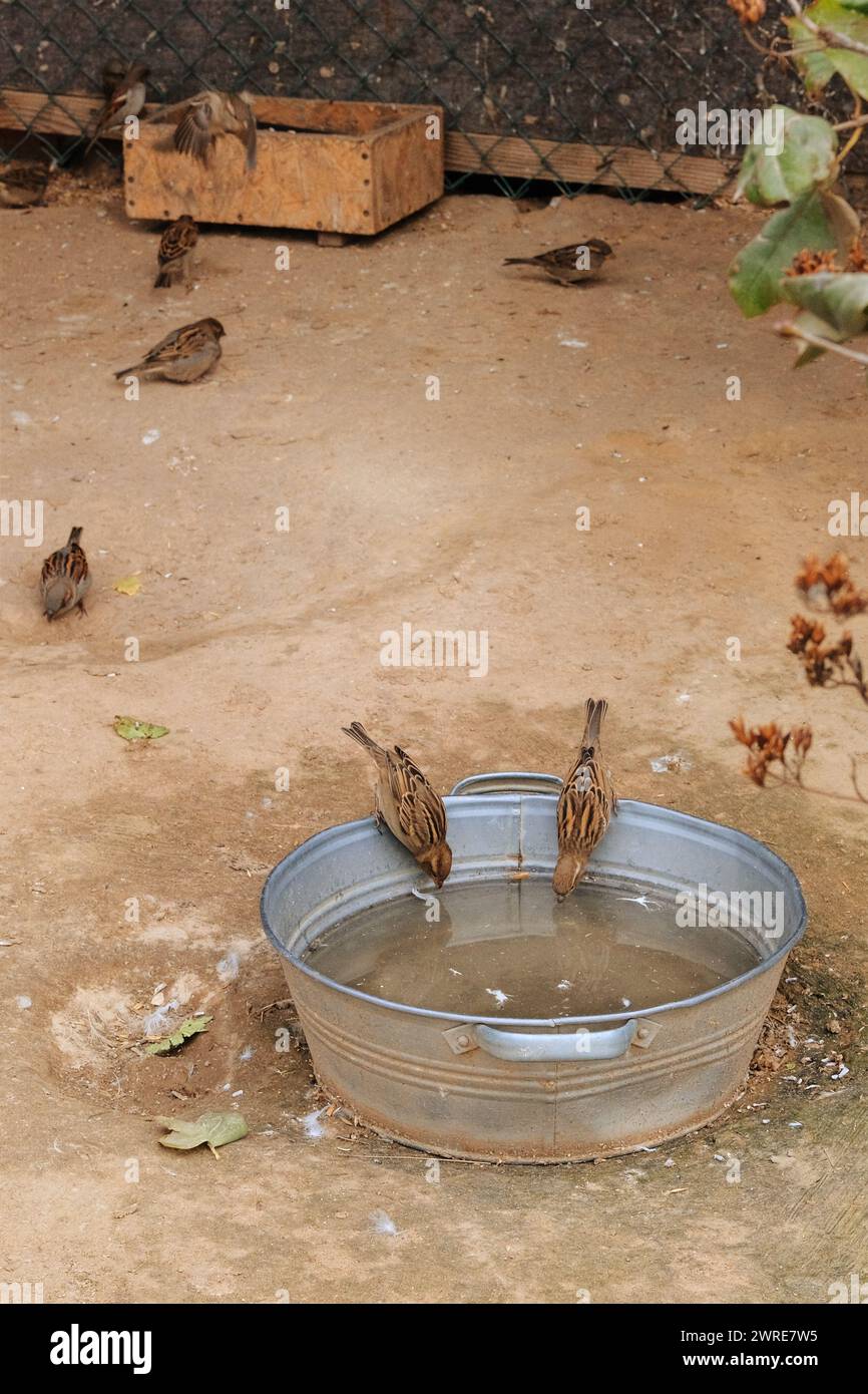Les moineaux boivent de l'eau dans un bassin métallique dans un zoo. Photo verticale. Banque D'Images