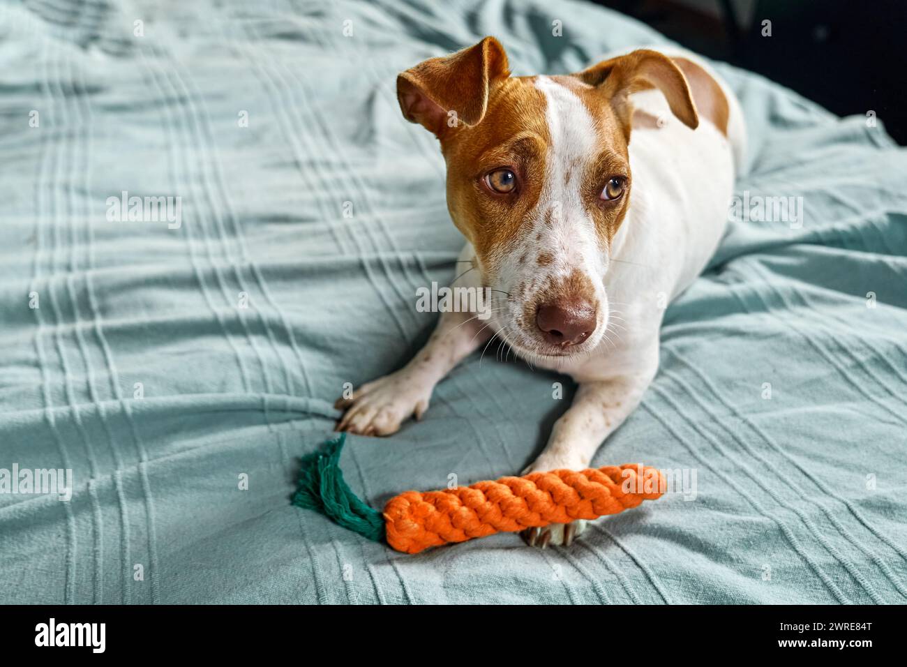 Jack Russell Terrier chien avec jouet carotte invitant son propriétaire à jouer avec lui. Drôle petit chien blanc et brun jouant avec le jouet du chien. Banque D'Images