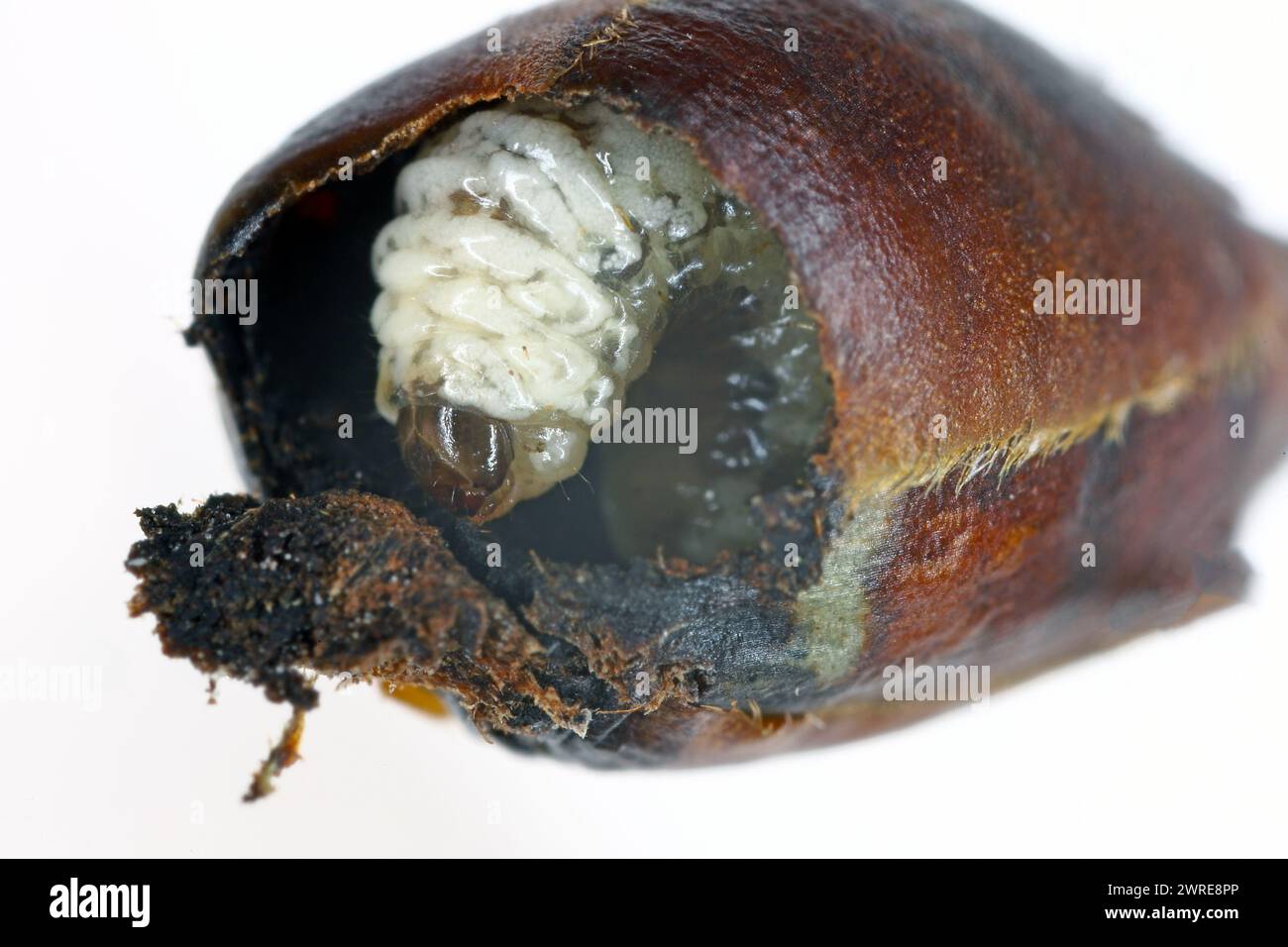 Charançon de poire ou charançon de fleur de poire (Anthonomus piri). Un ravageur des poiriers qui détruit les bourgeons. Larve dans le bourgeon de fleur du poire. Banque D'Images