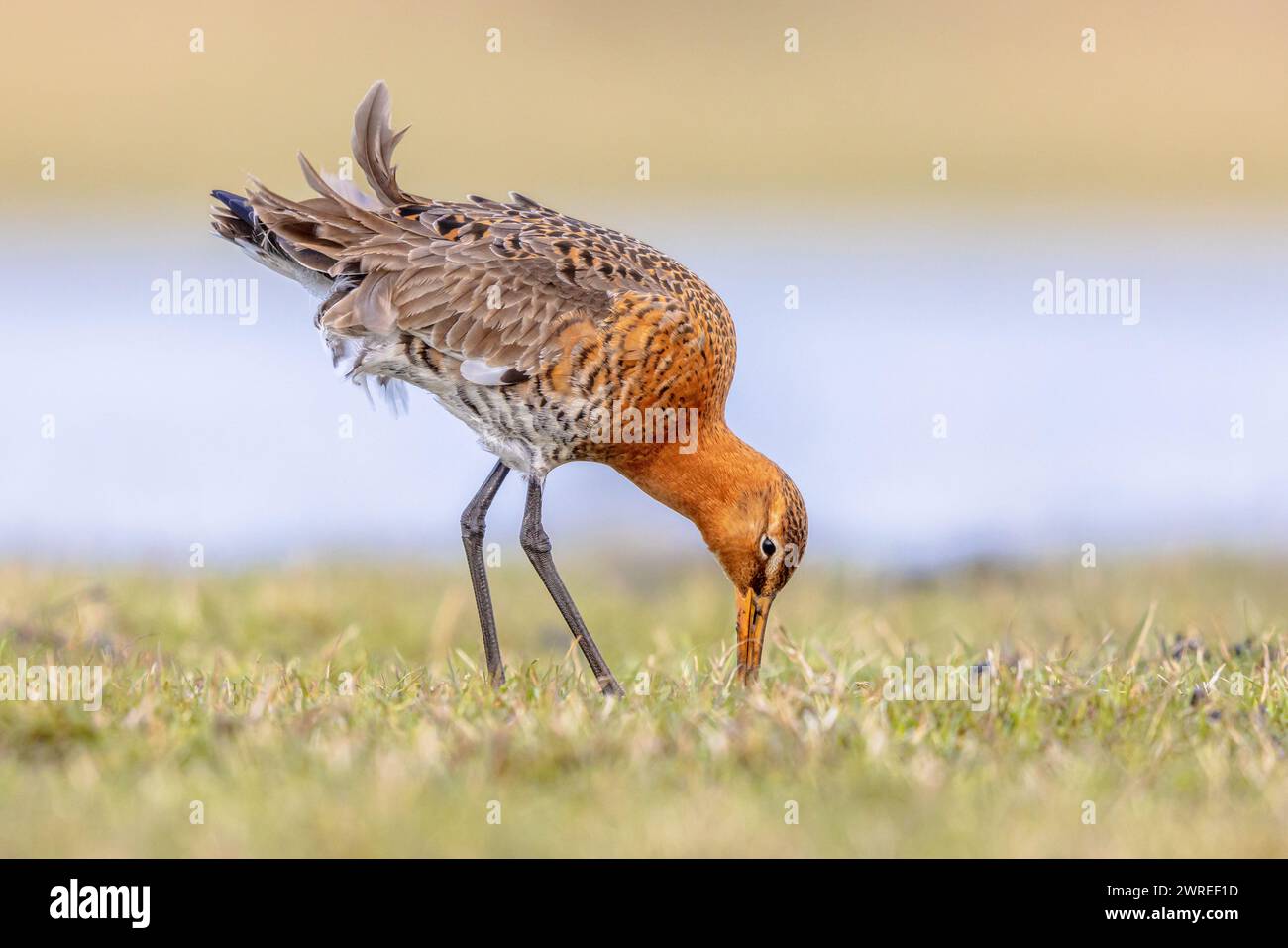 Fourrager le Godoul à queue noire (Limosa limosa) qui se repose dans les eaux peu profondes d'une terre humide pendant la migration. Les pays-Bas comme habitat important de reproduction Banque D'Images