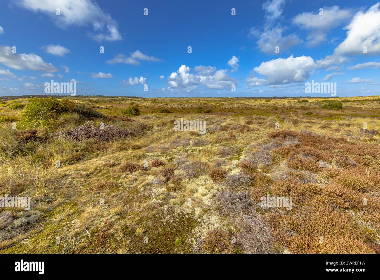 Végétation dunaire sur l'île Terschelling Wadden Barrier. Paysage scène de la nature en Europe. Banque D'Images