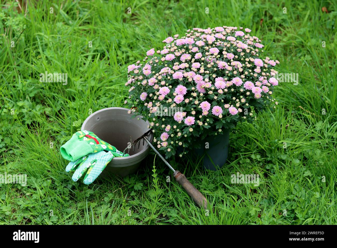 Jardinier masculin dans des gants verts travaillant à l'extérieur avec des fleurs. Herbe verte sur fond. Concept d'entretien du jardin d'automne. Banque D'Images