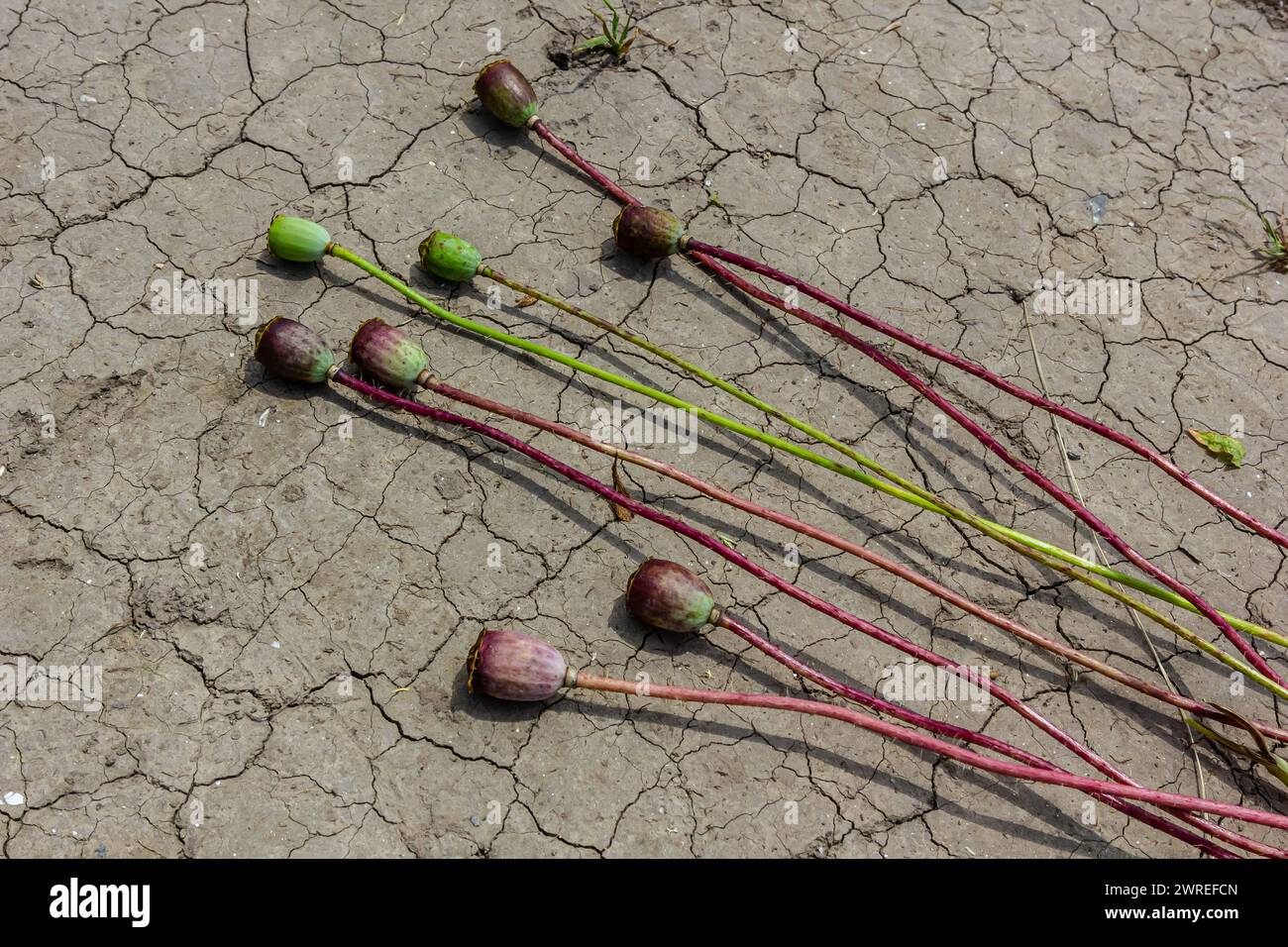 Sécheresse des terres de champ avec des graines de pavot paver Poppyhead, assèchement du sol fissuré, assèchement du sol fissuré, changement climatique, catastrophe environnementale et Banque D'Images