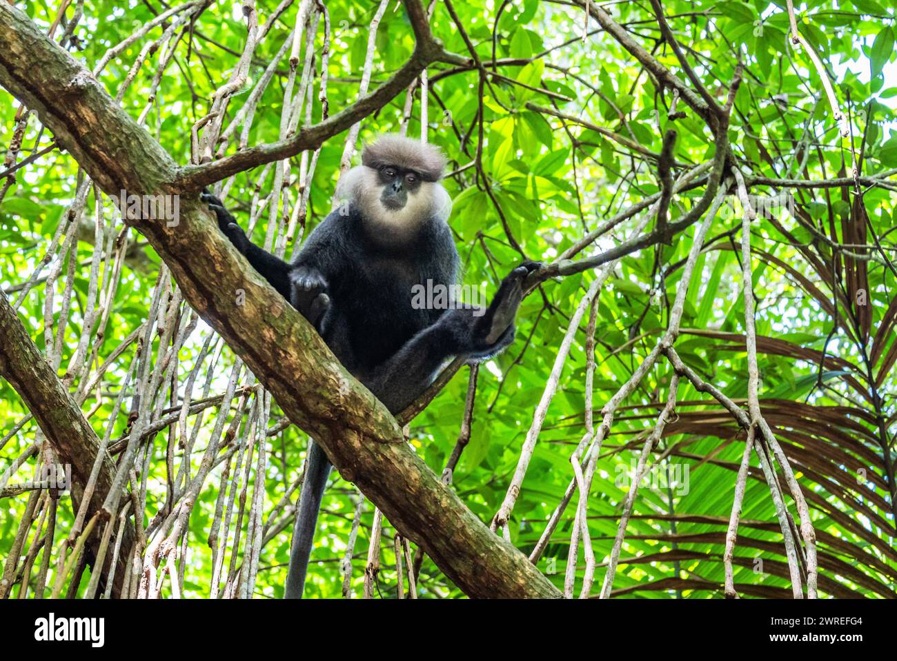 Singe (langur gris) est assis sur la branche dans la jungle, Sri Lanka. Banque D'Images