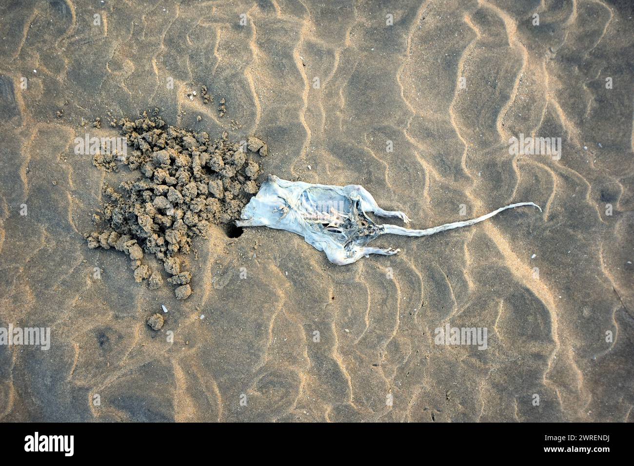 DATE D'ENREGISTREMENT NON INDIQUÉE Strandkadaver Kadaver einer Ratte am Strand Kumta Karnataka Indien *** carcasse de plage carcasse d'un rat sur la plage Kumta Karnataka Inde Banque D'Images