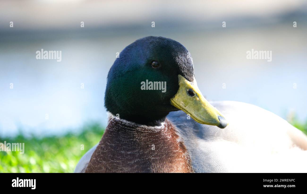 Gros plan tête verte de canard colvert avec fond flou. Photographie de portrait de canard d'oiseau. Banque D'Images