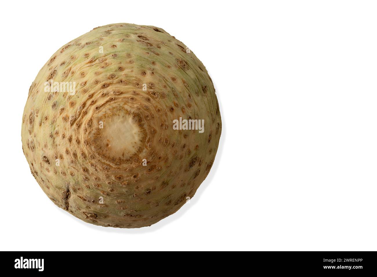 Céleri isolé sur fond blanc. Espace blanc à droite du céleri. Banque D'Images