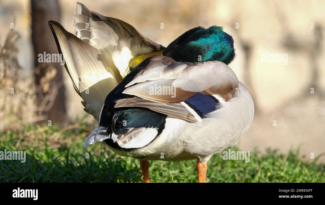 Gros plan tête verte de canard colvert avec fond flou. Photographie de portrait de canard d'oiseau. Banque D'Images