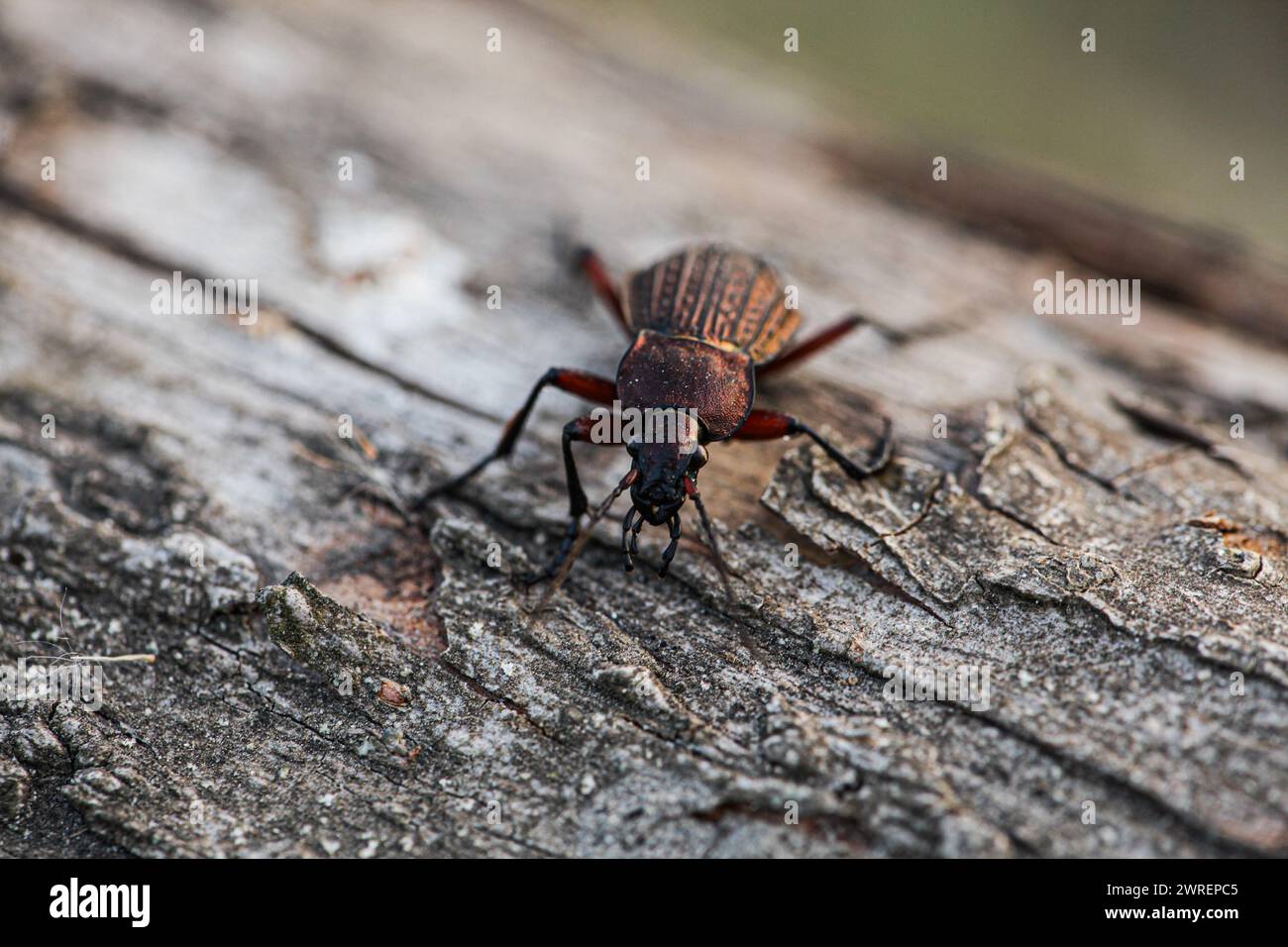 Coléoptère terrestre Carabus cancellatus isolé sur fond blanc. Vue de dessus. Photo de haute qualité Banque D'Images