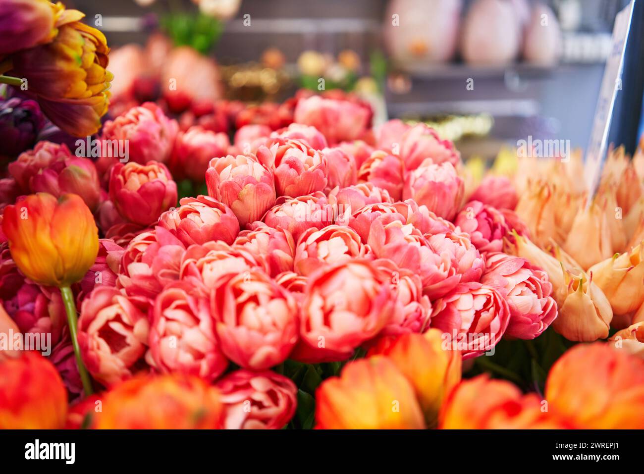 Les tulipes vibrantes de différentes couleurs présentent un tableau floral frais dans un marché de printemps animé. Banque D'Images
