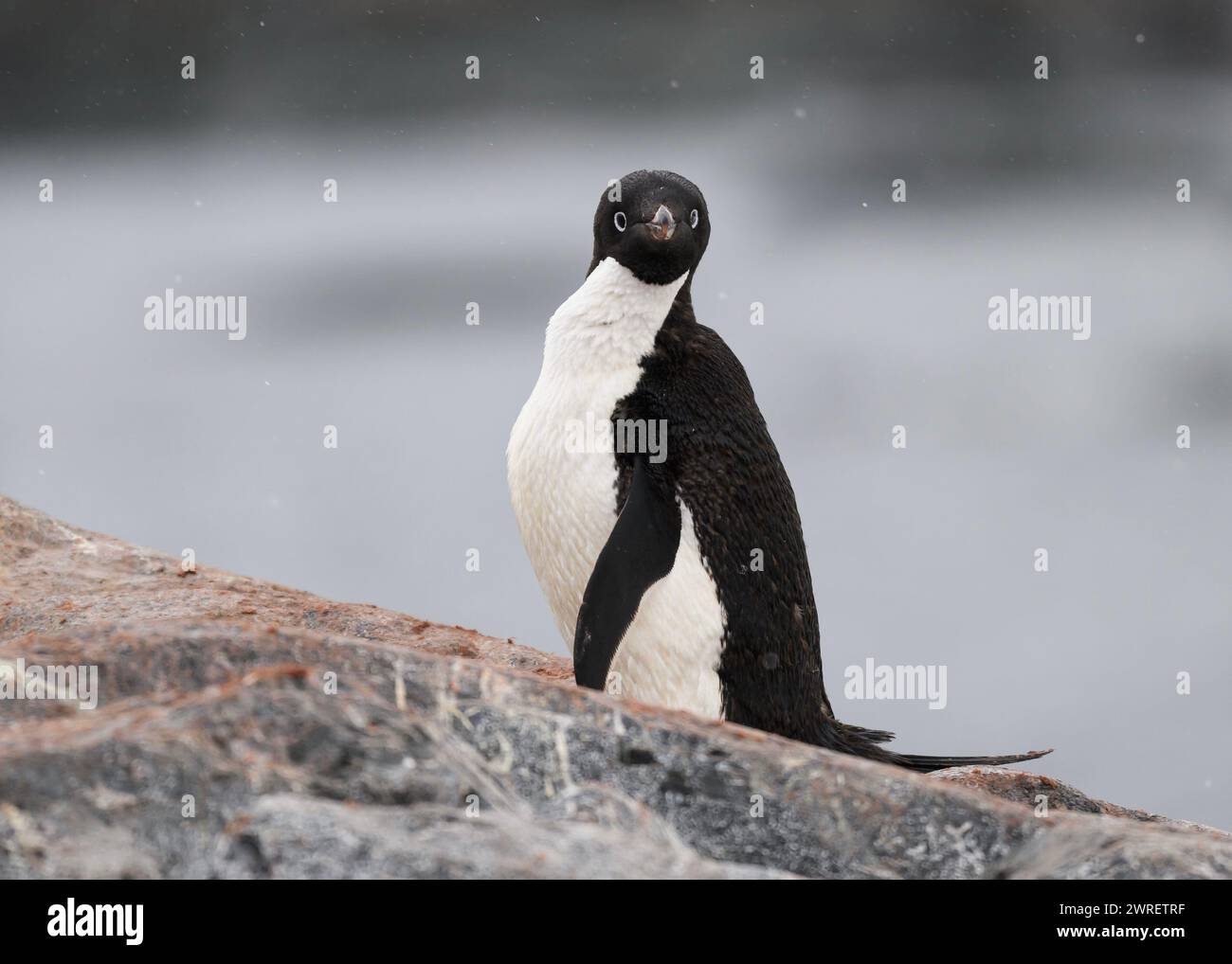 Manchot Adélie (Pygoscelis adeliae), île de Yalour, péninsule antarctique, janvier 2024 Banque D'Images