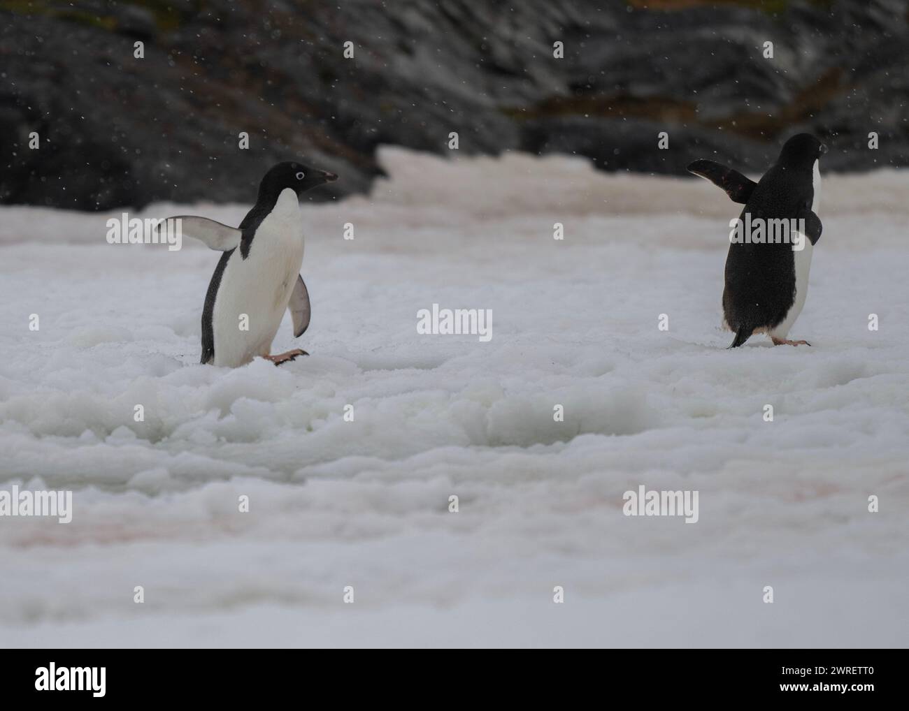 Pingouin Adélie (Pygoscelis adeliae), marchant à travers un champ de neige, dans de légères chutes de neige, île de Yalour, péninsule antarctique, janvier 2024 Banque D'Images