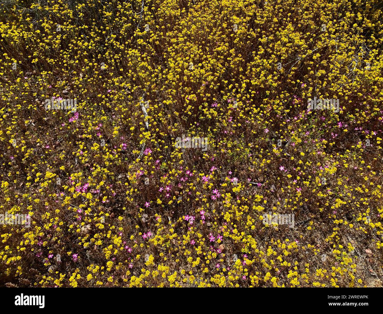 Jaune et rose--champs d'or et fleurs de canchalagua Banque D'Images