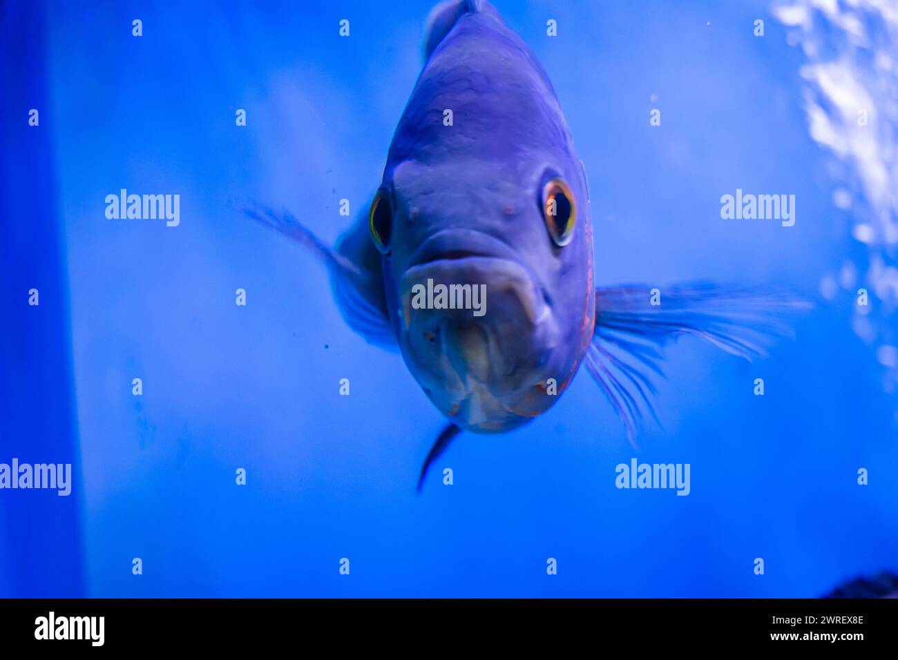 Oscar poisson nageant dans le grand aquarium. Aquarium Island Café, Bhimtal uttrakhand. Astronotus ocellatus. bulles d'yeux. Le « chien d’eau » sud-américain. Banque D'Images