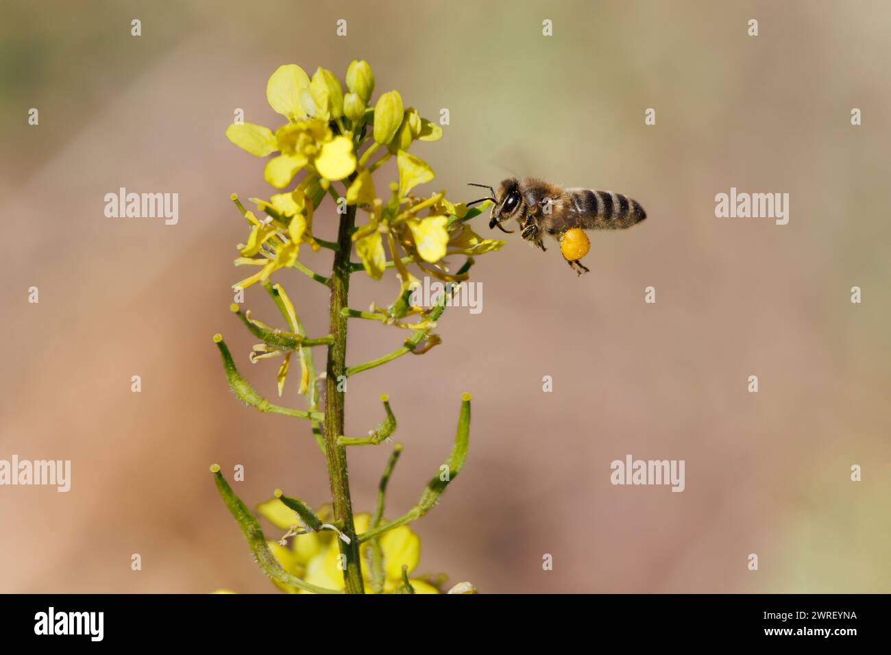 Apis mellifera, abeille européenne, volant et approchant des fleurs jaunes avec la corbicule pleine de pollen dans l'Albufera de Gaianes, Espagne Banque D'Images