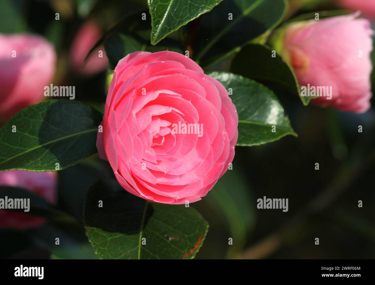 Un gros plan d'une belle fleur de camélia rose Banque D'Images