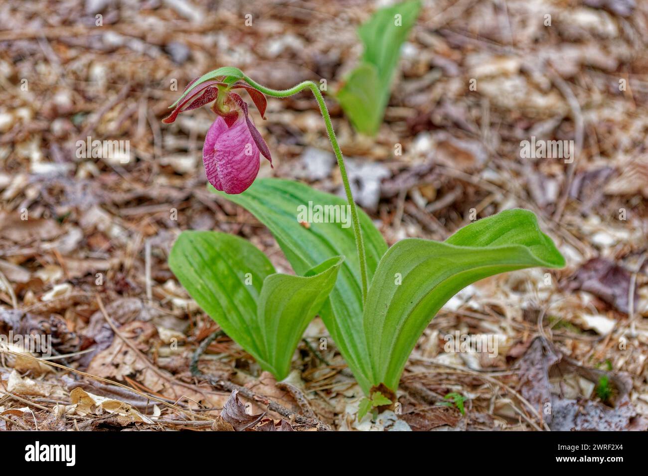 Une plante de pantoufle rose fleurie de dame en pleine floraison avec une autre vue rapprochée émergeant à côté sur le sol dans la forêt au printemps Banque D'Images Une plante de pantoufle rose fleurie de dame en pleine floraison avec une autre vue rapprochée émergeant à côté sur le sol dans la forêt au printemps Banque D'Images