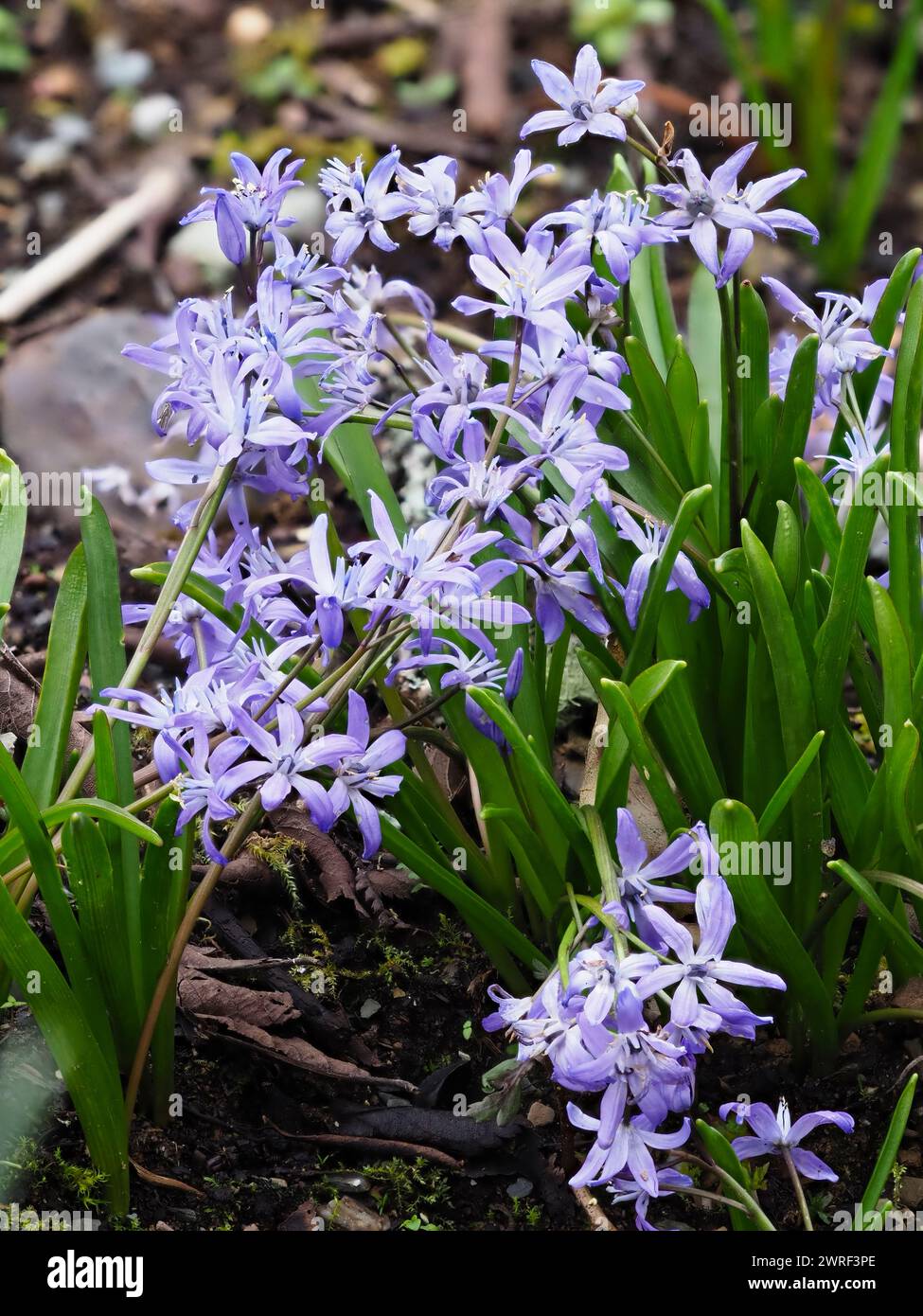 Fleurs bleu violet pâle de la courge alpine florissante au printemps, Scilla bifolia Banque D'Images