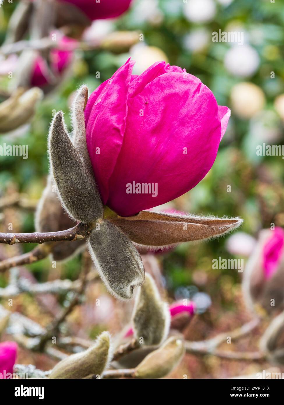 Grande fleur rose foncé de la Nouvelle-Zélande, arbre rustique à floraison printanière précoce à mi-printanière, Magnolia 'Felix jury' Banque D'Images