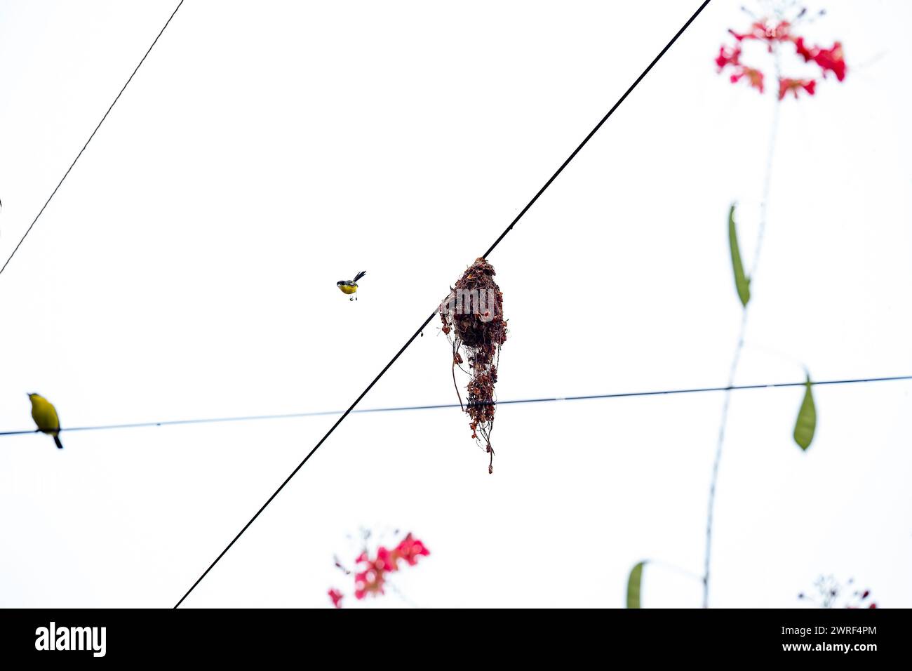 Un parent est en l'air et l'autre est sur un fil près du nid surveillant Banque D'Images