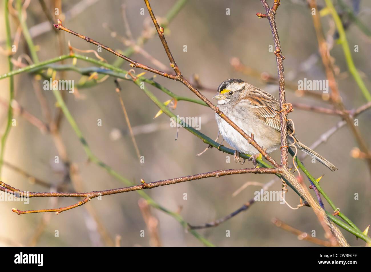 Bruant à gorge blanche (Zonotrichia albicollis) dans le parc historique national de Chesapeake et du canal Ohio. Maryland. ÉTATS-UNIS Banque D'Images Bruant à gorge blanche (Zonotrichia albicollis) dans le parc historique national de Chesapeake et du canal Ohio. Maryland. ÉTATS-UNIS Banque D'Images