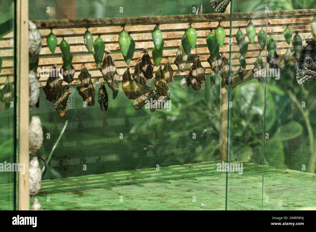 Cycle de vie des papillons tropicaux dans une ferme. Papillons accrochés aux pupes. Banque D'Images