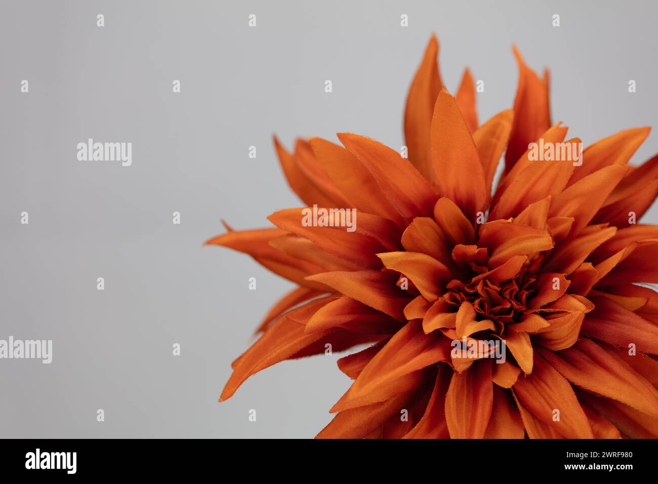 Dahlia en soie artificielle orange avec des feuilles vert clair sur un fond clair et pâle Banque D'Images