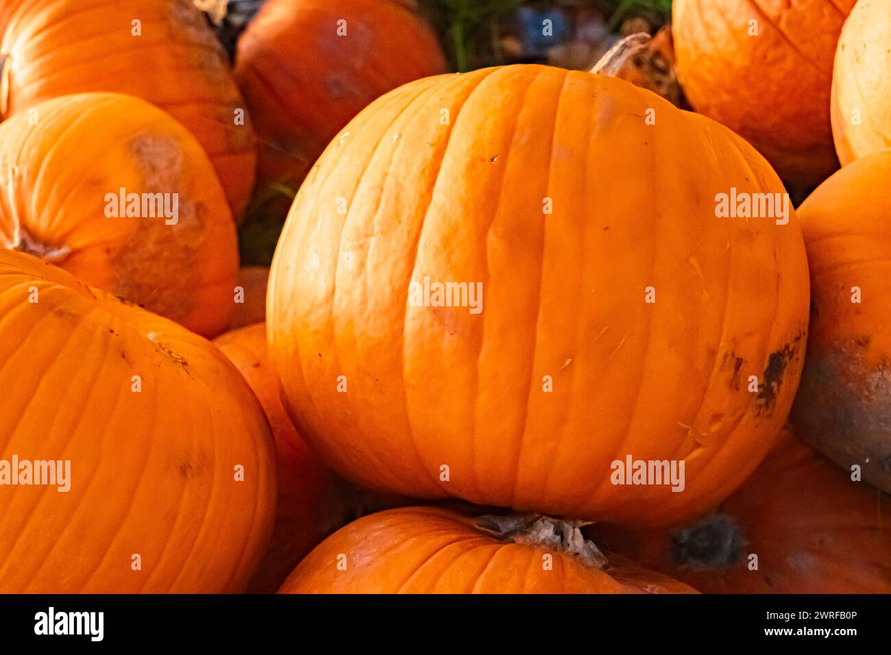 Citrouilles à vendre sur un stand de vente en plein air un jour d'automne ou d'été indien à Bavière, Allemagne _MG_3557_1 Banque D'Images
