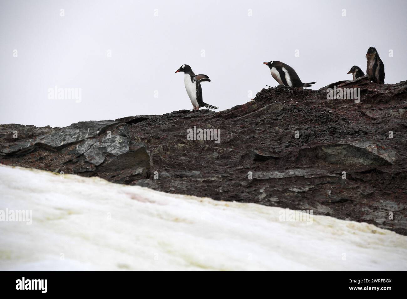 © PHOTOPQR/VOIX DU NORD/PIERRE ROUANET ; 28/02/2024 ; ANTARCTIQUE, LE 28/02/2024. Croisiere dite d'expédition vers le continent blanc, la Peninsula Antarctique (continent austral, pole sud, Antarctica, South pole, glace, banquise, iceberg), au dela du cercle polaire, par l'operateur touristique francais Exploris (membre de l'IAATO tourisme responsable). Troisieme jour sur la péninsule antarctique. L'ile Danco, Terre de Graham (Adrien de Gerlache). Manchots papou. PHOTO PIERRE Rouanet LA VOIX DU NORD Fév 2024 croisière dite d'expédition vers le continent blanc, la péninsule Antarctique (sud Banque D'Images