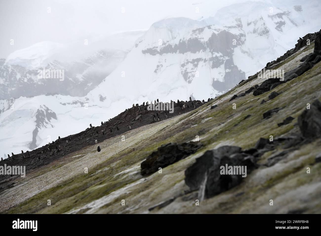 © PHOTOPQR/VOIX DU NORD/PIERRE ROUANET ; 28/02/2024 ; ANTARCTIQUE, LE 28/02/2024. Croisiere dite d'expédition vers le continent blanc, la Peninsula Antarctique (continent austral, pole sud, Antarctica, South pole, glace, banquise, iceberg), au dela du cercle polaire, par l'operateur touristique francais Exploris (membre de l'IAATO tourisme responsable). Troisieme jour sur la péninsule antarctique. L'ile Danco, Terre de Graham (Adrien de Gerlache). Manchots papou. PHOTO PIERRE Rouanet LA VOIX DU NORD Fév 2024 croisière dite d'expédition vers le continent blanc, la péninsule Antarctique (sud Banque D'Images