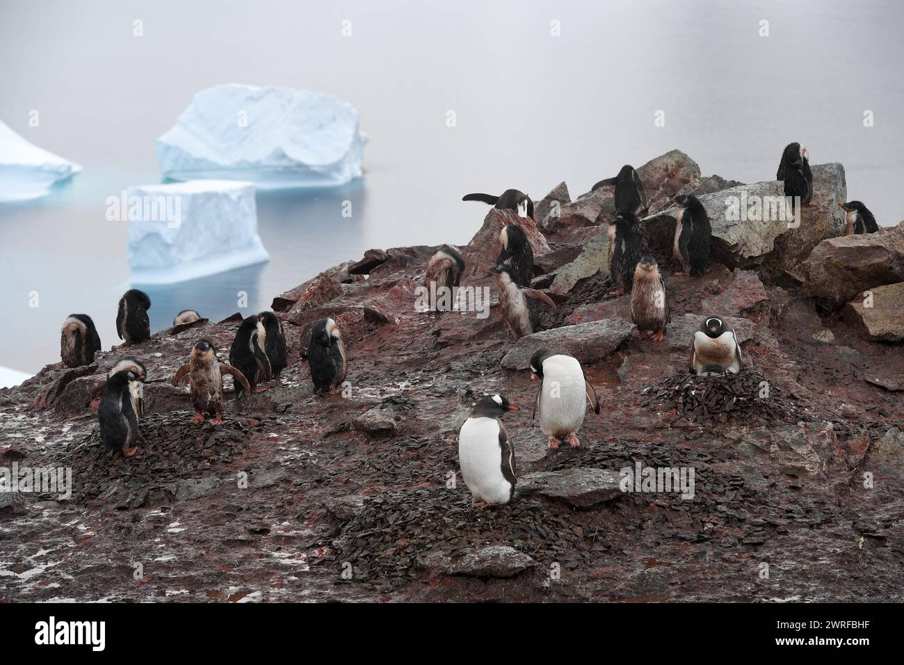 © PHOTOPQR/VOIX DU NORD/PIERRE ROUANET ; 28/02/2024 ; ANTARCTIQUE, LE 28/02/2024. Croisiere dite d'expédition vers le continent blanc, la Peninsula Antarctique (continent austral, pole sud, Antarctica, South pole, glace, banquise, iceberg), au dela du cercle polaire, par l'operateur touristique francais Exploris (membre de l'IAATO tourisme responsable). Troisieme jour sur la péninsule antarctique. L'ile Danco, Terre de Graham (Adrien de Gerlache). Manchots papou. PHOTO PIERRE Rouanet LA VOIX DU NORD Fév 2024 croisière dite d'expédition vers le continent blanc, la péninsule Antarctique (sud Banque D'Images