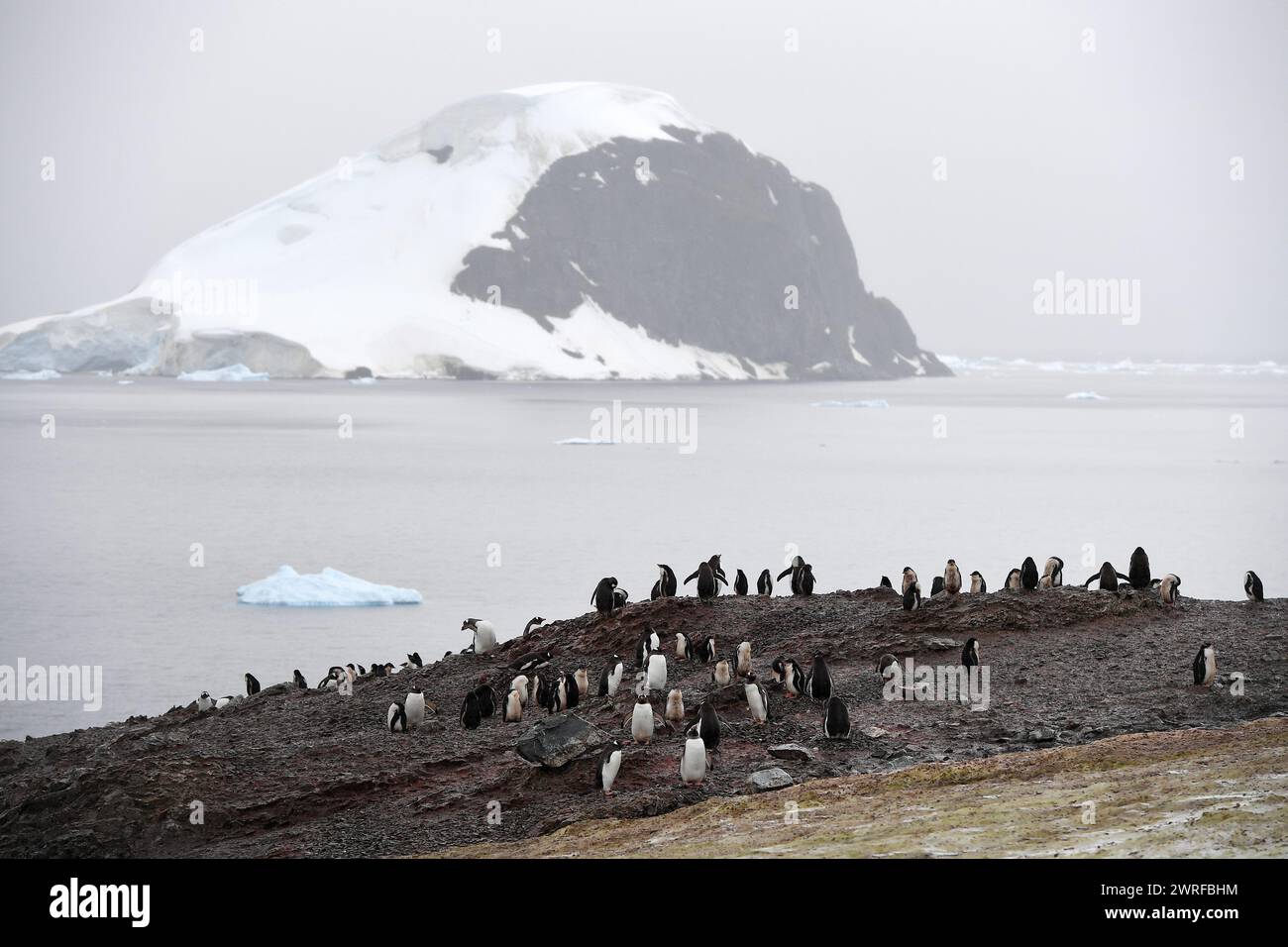 © PHOTOPQR/VOIX DU NORD/PIERRE ROUANET ; 28/02/2024 ; ANTARCTIQUE, LE 28/02/2024. Croisiere dite d'expédition vers le continent blanc, la Peninsula Antarctique (continent austral, pole sud, Antarctica, South pole, glace, banquise, iceberg), au dela du cercle polaire, par l'operateur touristique francais Exploris (membre de l'IAATO tourisme responsable). Troisieme jour sur la péninsule antarctique. L'ile Danco, Terre de Graham (Adrien de Gerlache). Manchots papou. PHOTO PIERRE Rouanet LA VOIX DU NORD Fév 2024 croisière dite d'expédition vers le continent blanc, la péninsule Antarctique (sud Banque D'Images