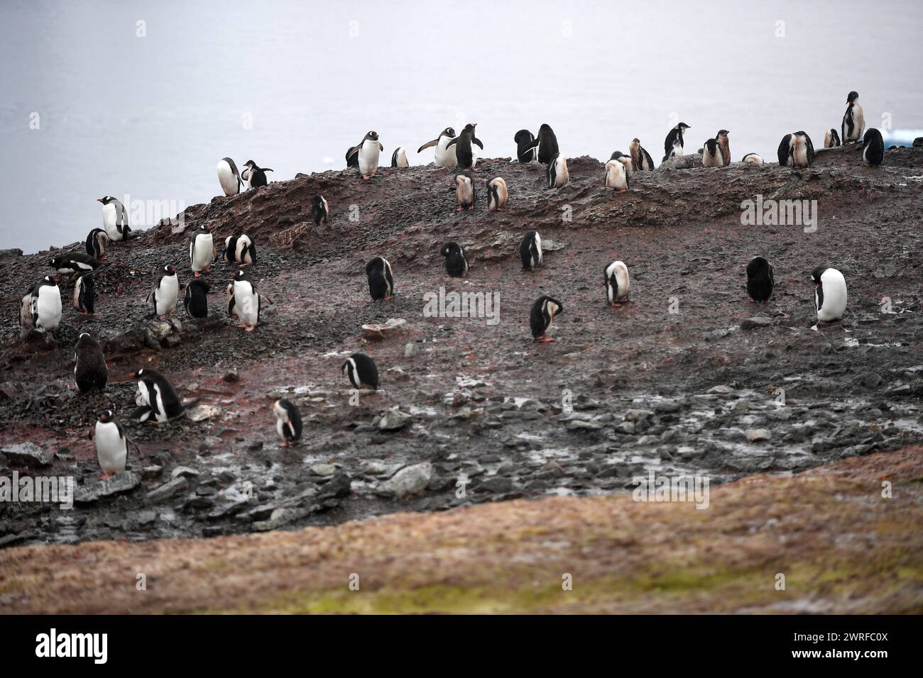 © PHOTOPQR/VOIX DU NORD/PIERRE ROUANET ; 28/02/2024 ; ANTARCTIQUE, LE 28/02/2024. Croisiere dite d'expédition vers le continent blanc, la Peninsula Antarctique (continent austral, pole sud, Antarctica, South pole, glace, banquise, iceberg), au dela du cercle polaire, par l'operateur touristique francais Exploris (membre de l'IAATO tourisme responsable). Troisieme jour sur la péninsule antarctique. L'ile Danco, Terre de Graham (Adrien de Gerlache). Manchots papou. PHOTO PIERRE Rouanet LA VOIX DU NORD Fév 2024 croisière dite d'expédition vers le continent blanc, la péninsule Antarctique (sud Banque D'Images