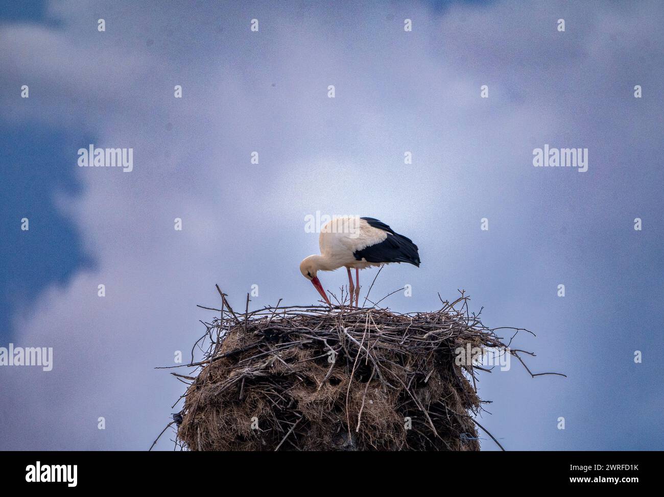 Bulgarie Malomirovo 12 mars 2024 L'arrivée de la première cigogne blanche est un signe de printemps et de chaleur. Cette année, le ciel gris et le temps orageux ont accueilli la première arrivée de l'oiseau le plus aimé de Bulgarie. Le retour d'un migrant de longue distance, hivernant en Afrique Clifford Norton Alamy Live news Banque D'Images