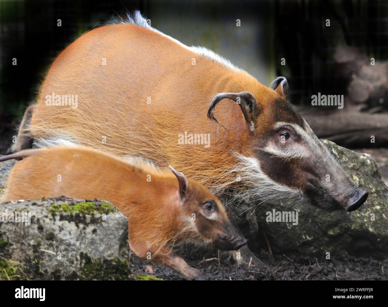 RED RIVER HOGS, MARWELL ZOO, PRÈS DE WINCHESTER, HANTS PIC MIKE WALKER 2024 Banque D'Images