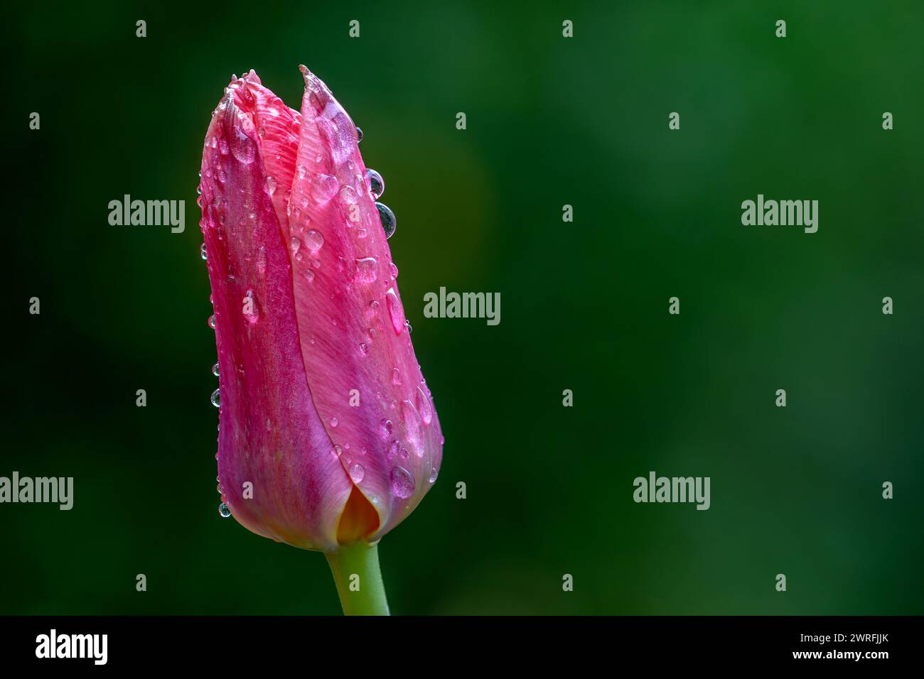 Brighton, le 12 mars 2024 : une tulipe couverte de gouttelettes de pluie s'abrite contre les éléments après une autre pluie abondante N.B. CECI EST Une IMAGE à FOYER EMPILÉ Banque D'Images