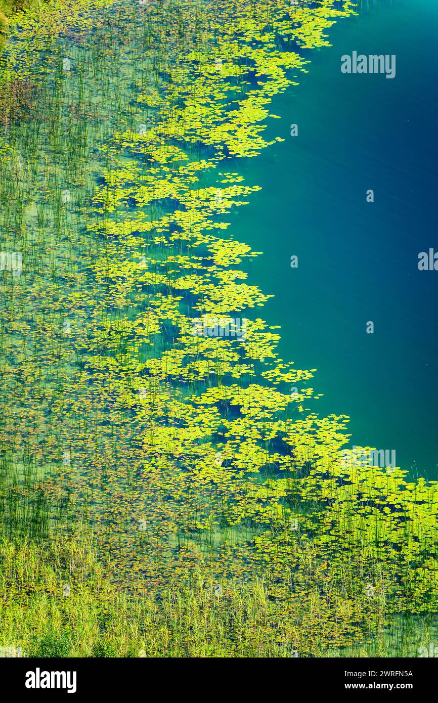 Nénuphars sur un lac du Jura, paysage naturel abstrait, vue aérienne du Belvédère des Quatres Lacs (point de vue de quatre lacs), France Banque D'Images