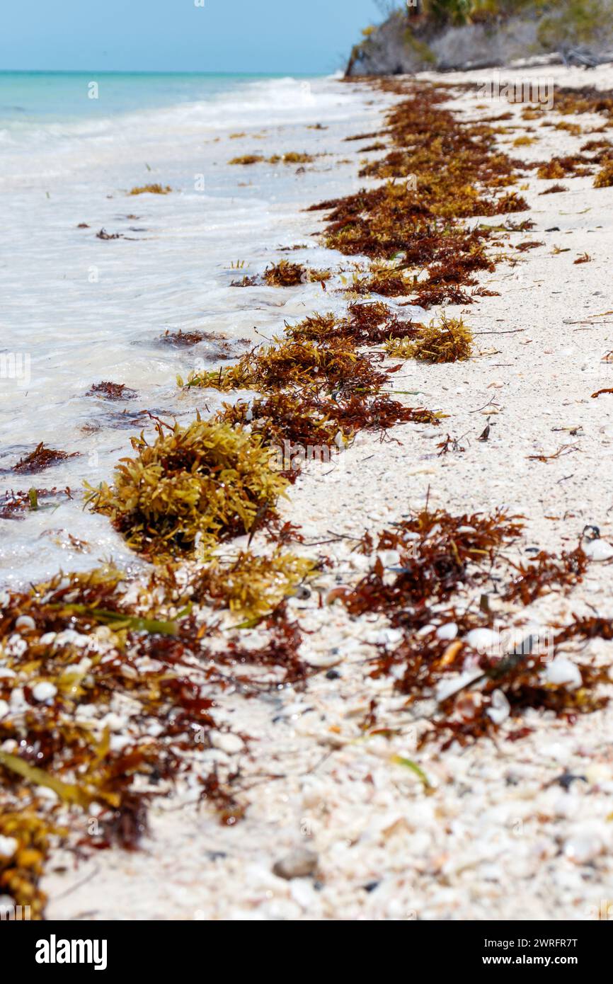 Sargasses à la plage d'eau turquoise magnifique dans les Caraïbes Banque D'Images
