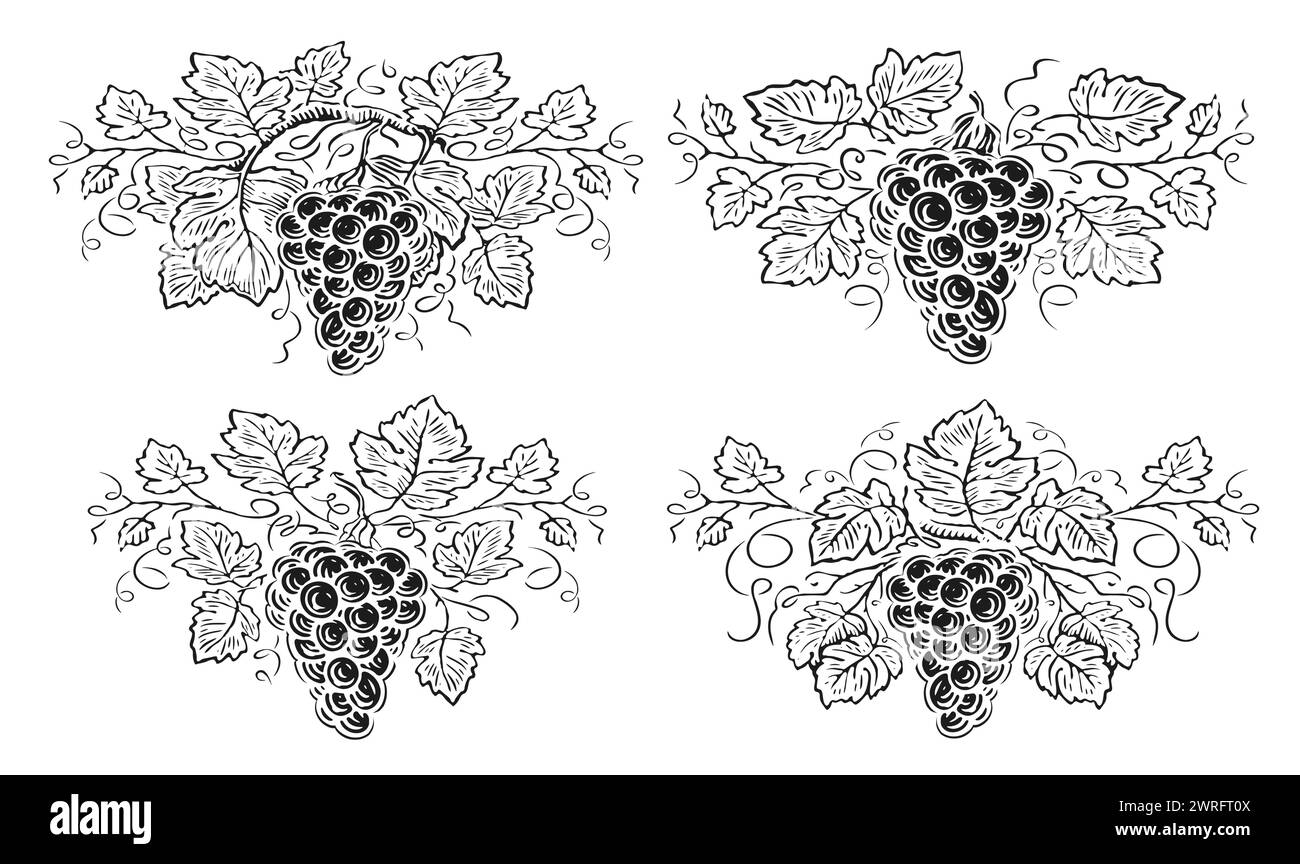 Branche de raisin avec des feuilles et des baies. Décorations avec vigne, vigne. Illustration vectorielle d'esquisse dessinée à la main Illustration de Vecteur