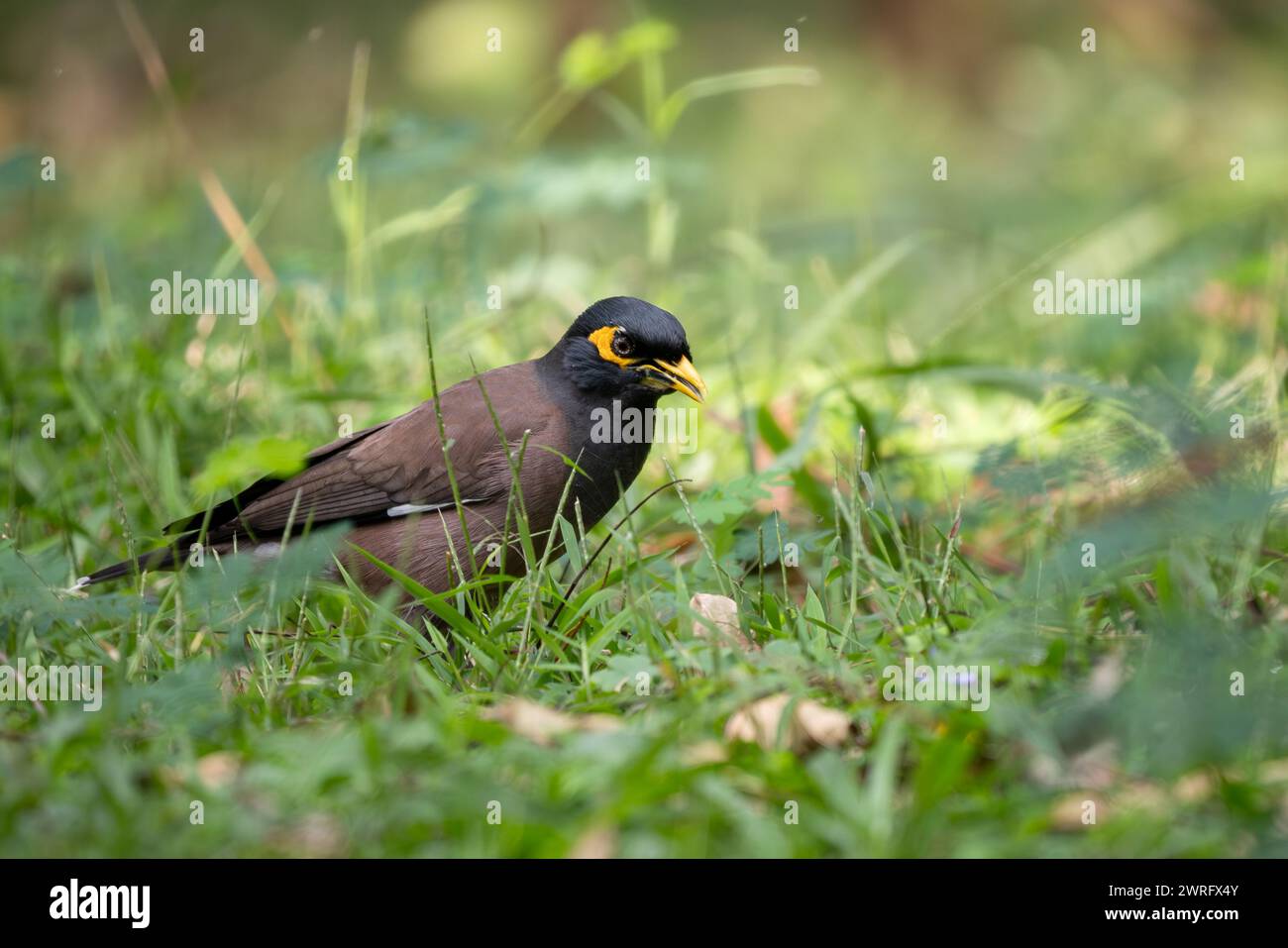 Myna commune - Acridotheres tristis, oiseau perché commun des jardins asiatiques et des bois, réserve de tigres de Nagarahole, Inde. Banque D'Images