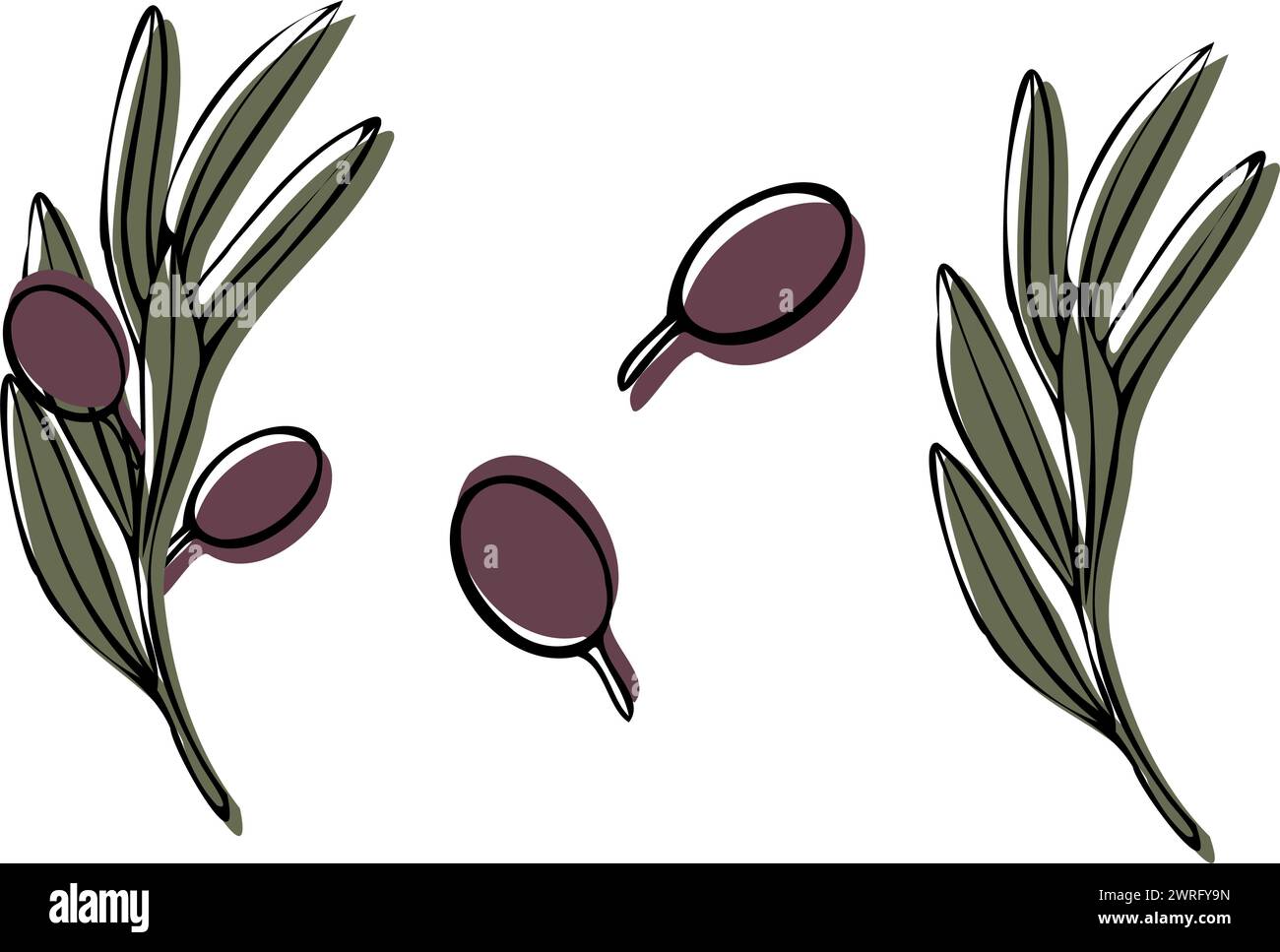 Branche d'olivier de vecteur avec des feuilles et des fruits d'olives. Illustration florale de contour peint à la main avec fond de couleur pour logo, conception d'emballage Illustration de Vecteur