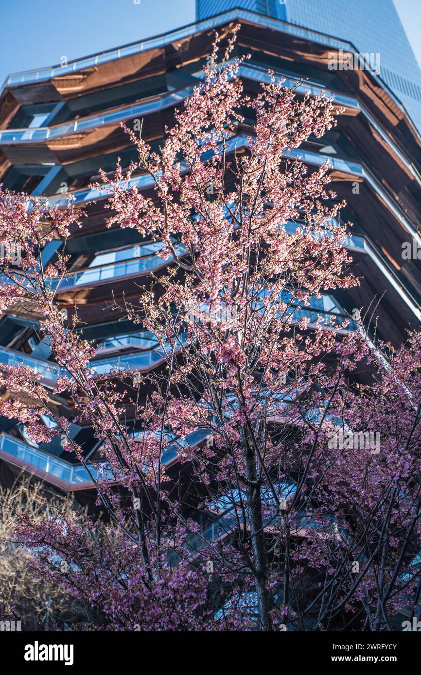 New York City, NY, États-Unis. 12 mars 2024. Des cerisiers en fleurs sont vus dans la région du navire dans les Yeards d'Hudson à la fin de l'hiver dans l'hémisphère nord sur l'île de Manhattan à New York aux États-Unis le mardi 12 mars 2024 (image crédit : © William Volcov/ZUMA Press Wire) USAGE ÉDITORIAL SEULEMENT! Non destiné à UN USAGE commercial ! Banque D'Images