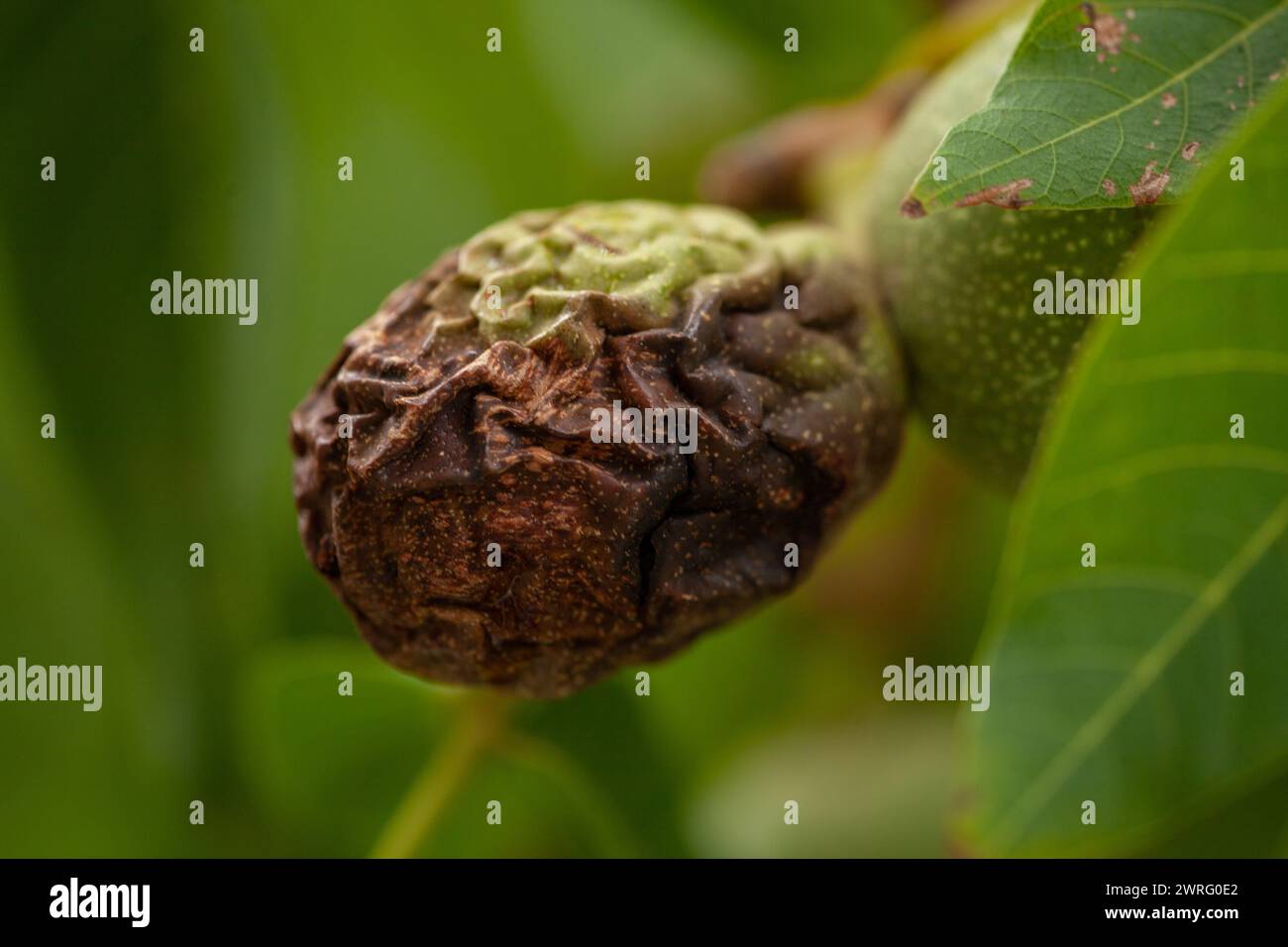 Une noix pourrie dans un arbre sain et vert, avec une écorce ridée. Image macro de haute qualité. Banque D'Images