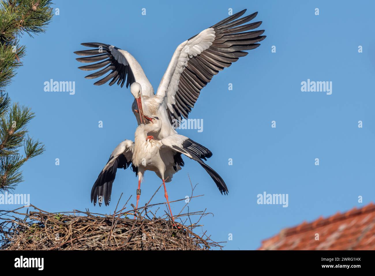 Accouplement de cigognes blanches en exposition de cour (Ciconia ciconia) sur leur nid au printemps. Bas Rhin, Alsace, France, Europe Banque D'Images