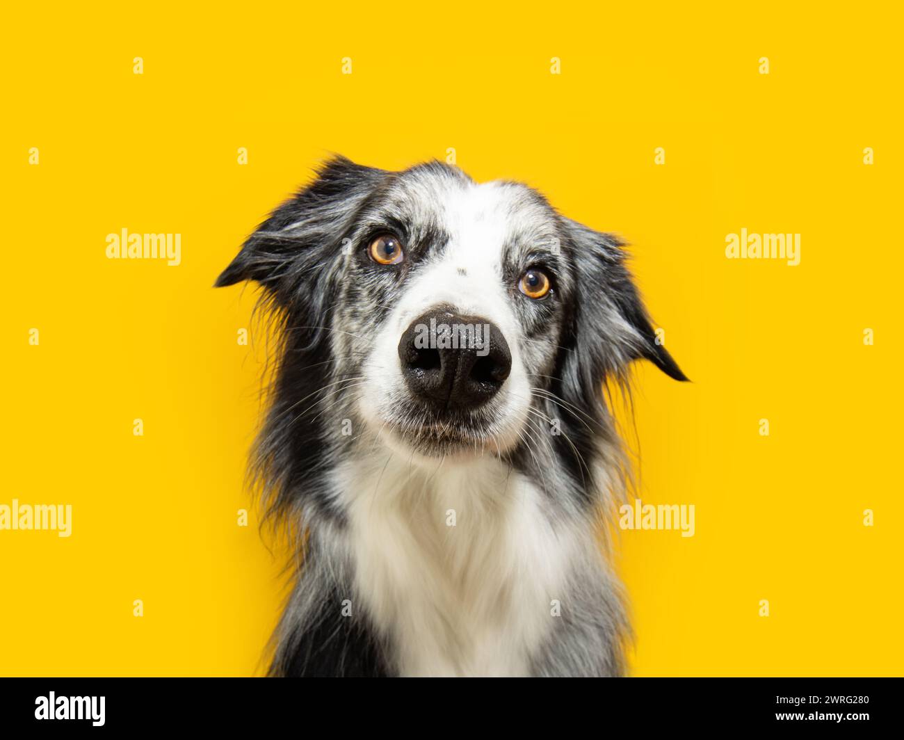 Concentré, choqué et attentif Border collie chien regardant la caméra. Isolé sur fond jaune Banque D'Images