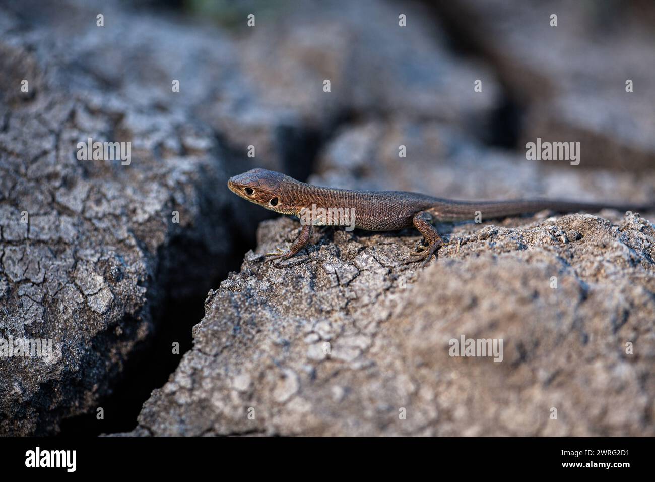 Une photo d'un lézard brun sur un sol sec à la recherche d'eau à cause de la grande chaleur de la rivière est sèche. Banque D'Images