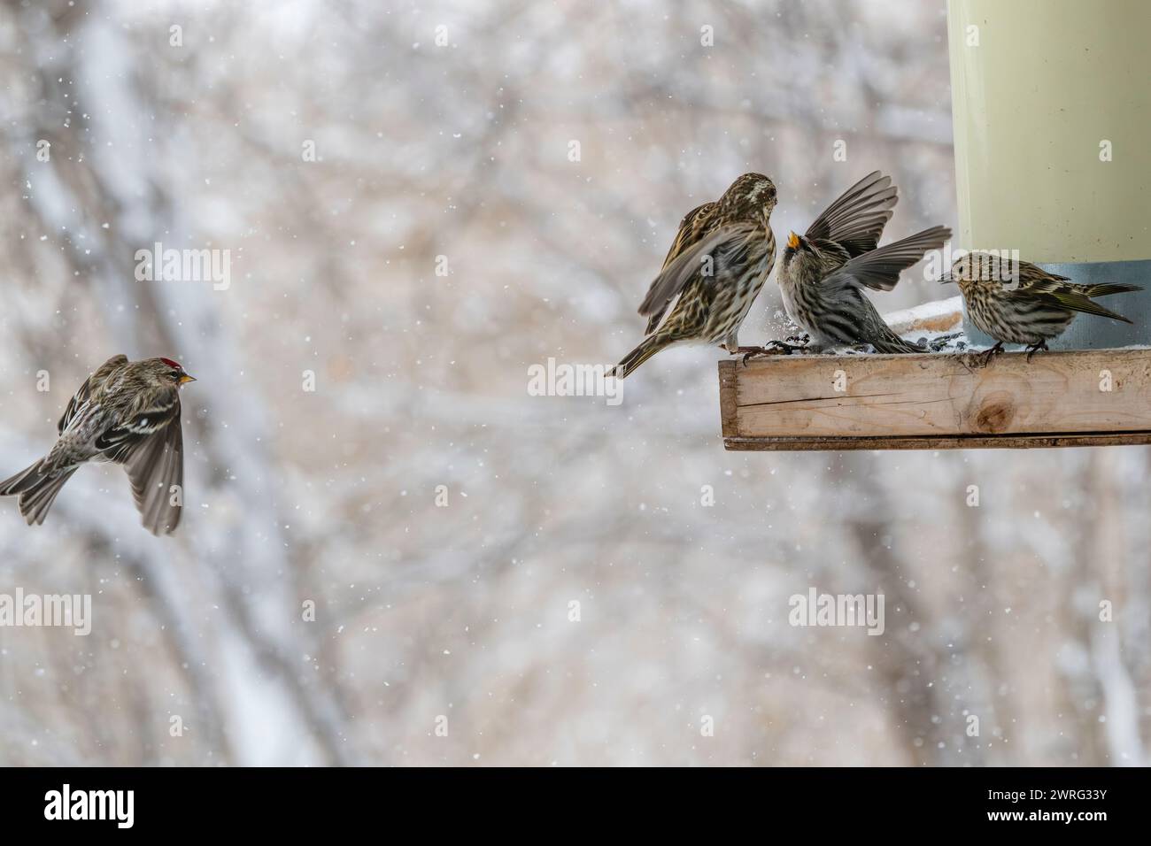 Des siskines de pin, Spinus pinus, en compétition pour la nourriture à la mangeoire d'oiseaux en hiver Banque D'Images