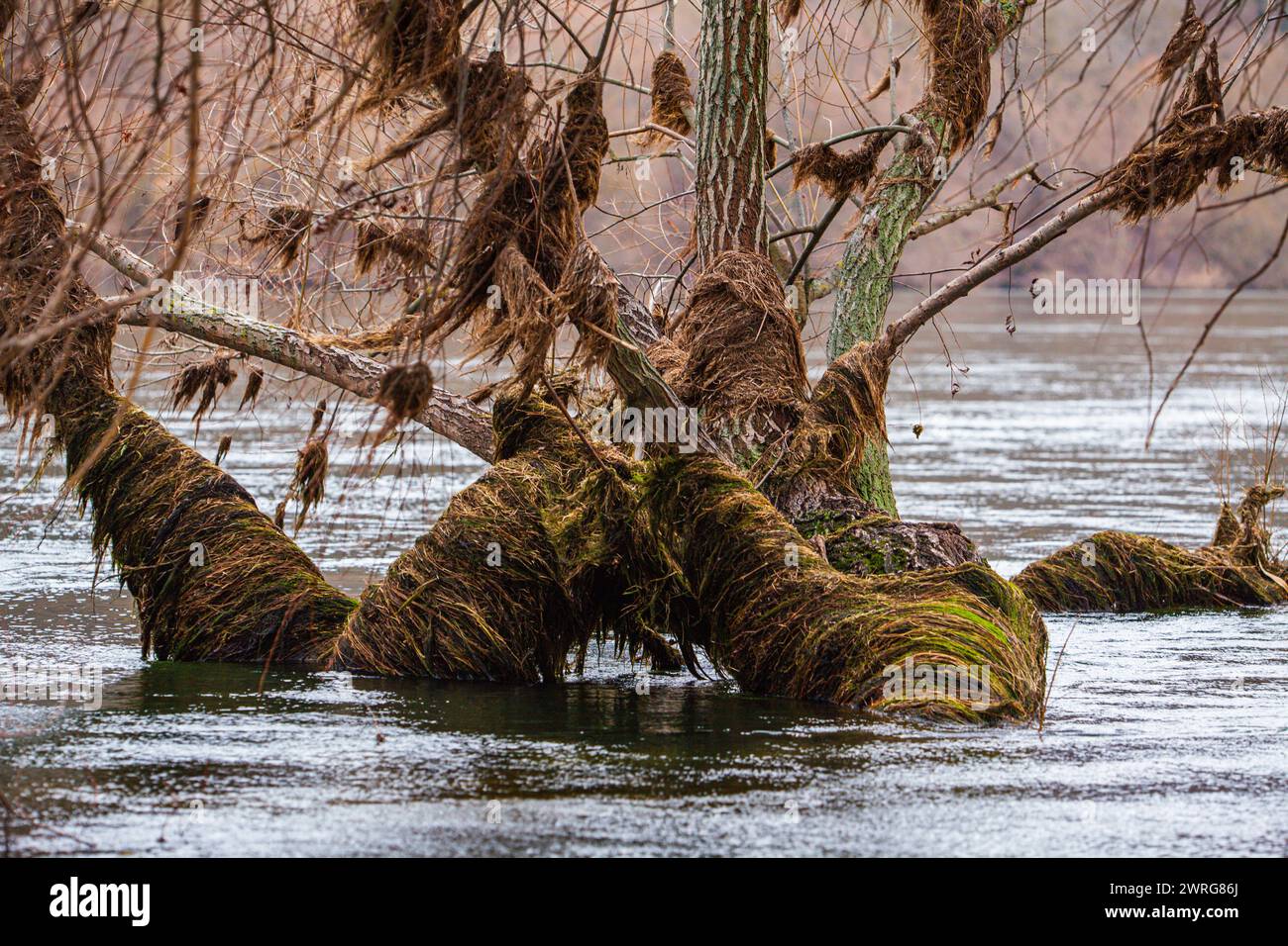 Un tronc d'arbre repose au centre d'un lac serein, entouré de reliefs fluviaux et d'animaux terrestres. Le bois contraste magnifiquement avec le wa Banque D'Images