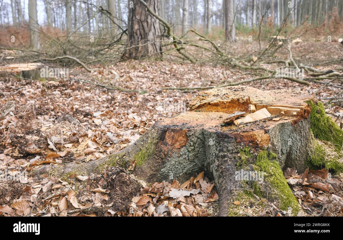 Photo d'une souche d'arbre, mise au point sélective. Un exemple de déforestation légale, l'impact de la politique forestière domaniale en Pologne. Banque D'Images